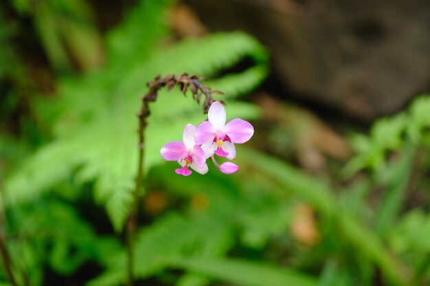 Cor da flor na natureza