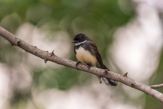 Cor de preto e branco pássaro (malaio pied fantail, rhipidura javanica)