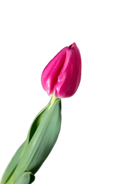 Cor de rosa. Perto da bela tulipa fresca isolada no fundo branco. Copyspace para seu anúncio. Orgânico, flor, clima primaveril, cores tenras e profundas de pétalas e folhas. Magnífico e glorioso.