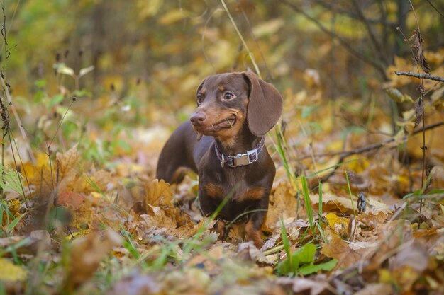 Cor do café dachshund da raça do cão para uma caminhada no parque do outono