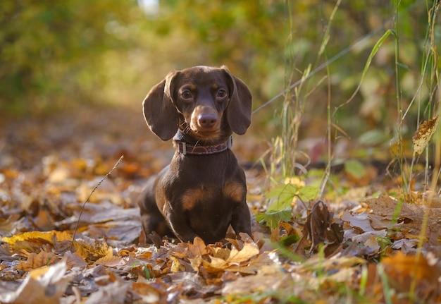 Foto cor do café dachshund da raça do cão para uma caminhada no parque do outono