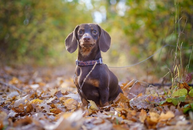 Foto cor do café dachshund da raça do cão para uma caminhada no parque do outono