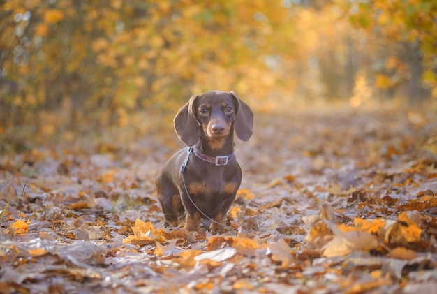 Cor do café dachshund da raça do cão para uma caminhada no parque do outono