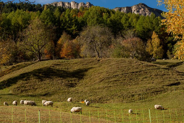 Cor do outono na montanha (Pirineus franceses)