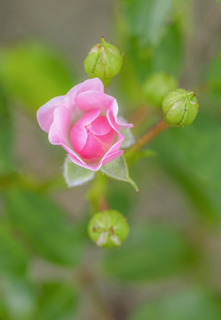 Cor doce de rosas