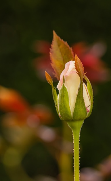 Cor doce de rosas