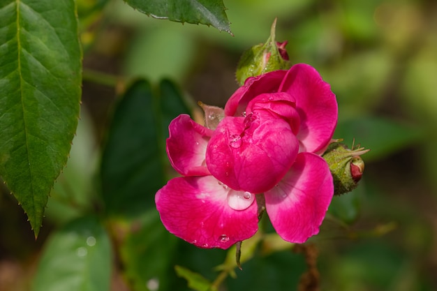 Foto cor doce de rosas