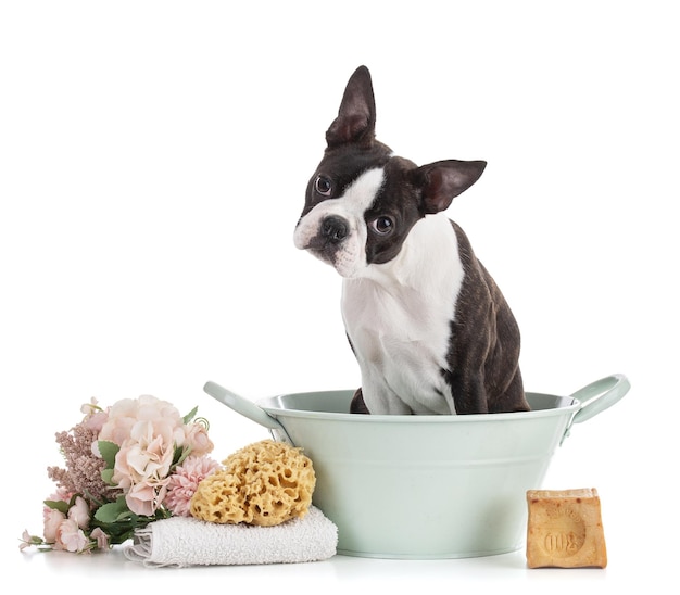 Cor jovem de Boston terrier em uma bacia azul esverdeada sobre fundo branco