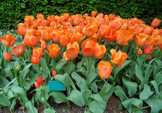 Cor laranja vibrante impressionante flores desabrochando tulipa em Keukenhof, Holanda