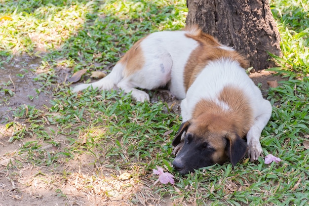Cor marrom e branca do cão disperso tailandês no parque