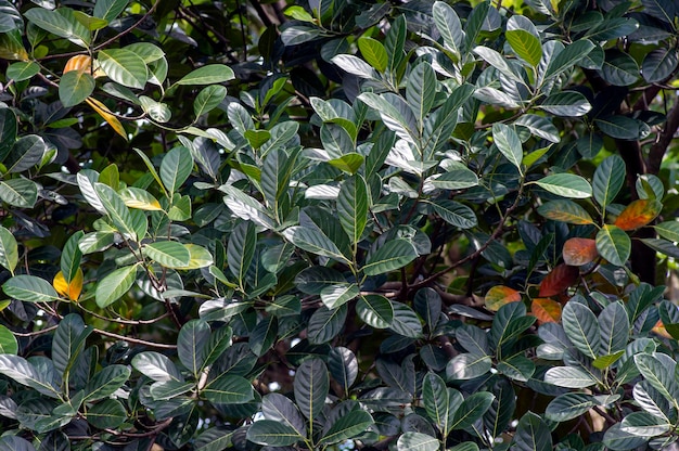 Cor natural das folhas de jaca para o fundo