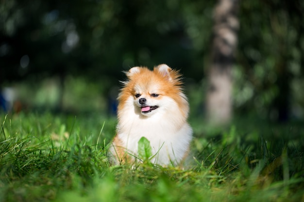 Cor pomeranian bonita da laranja do spitz.