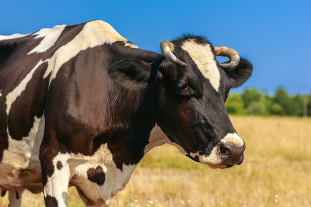 Cor preto e branco de vaca close-up