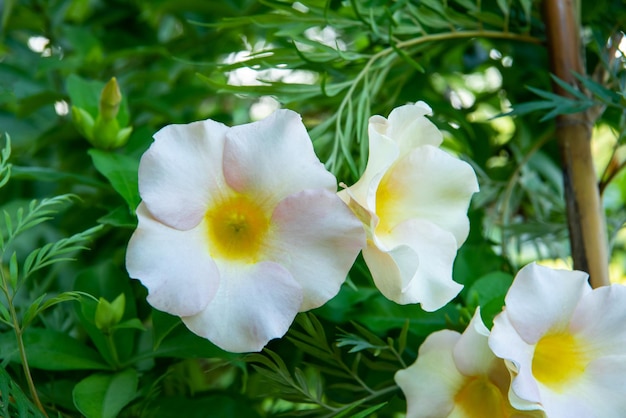 Cor rosa da flor no jardim