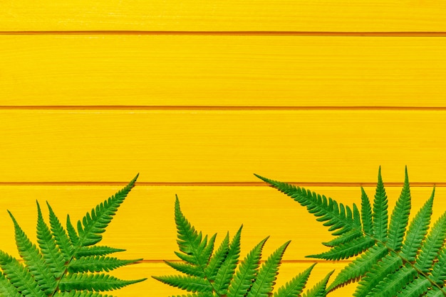Cor verde da planta tropical tailandesa da samambaia na textura de madeira amarela