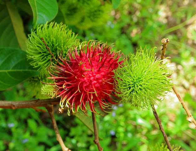 Cor vermelha vibrante Rambutan madura fruta entre imaturos na árvore