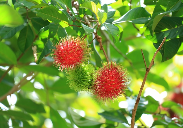 Foto cor vibrante frutos maduros e verdes rambutan na árvore, tailândia