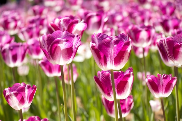 Foto cor violeta e branca da flor de tulipa florescendo no fundo do jardim