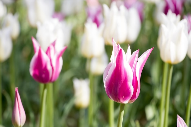 Cor violeta e branca da flor de tulipa florescendo no fundo do jardim