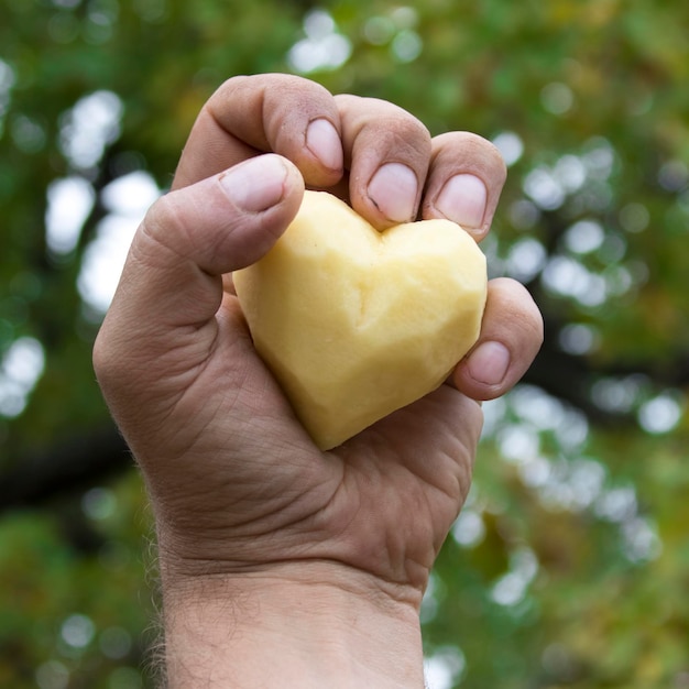 Coração de batata nas mãos masculinas ásperas