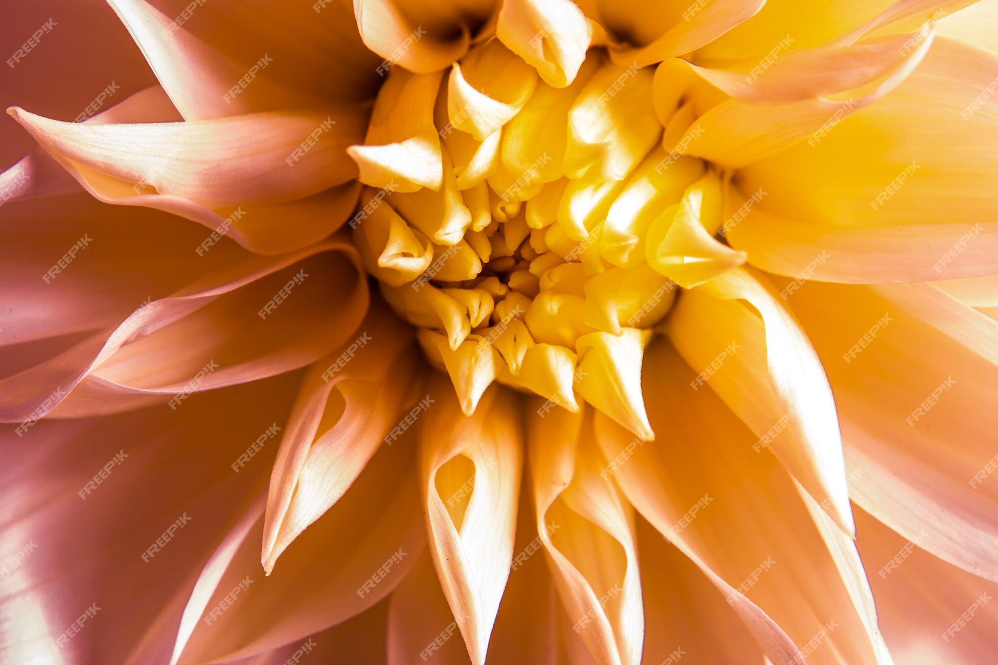 Coração de flor dália amarela e rosa close-up | Foto Premium