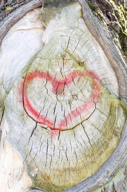 Coração desenhado na árvore