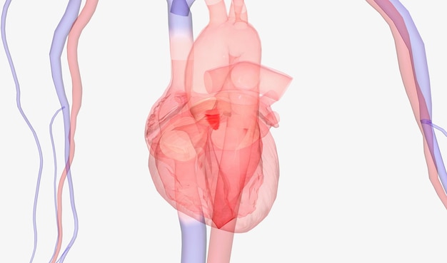 Coração e Sistema Arterial