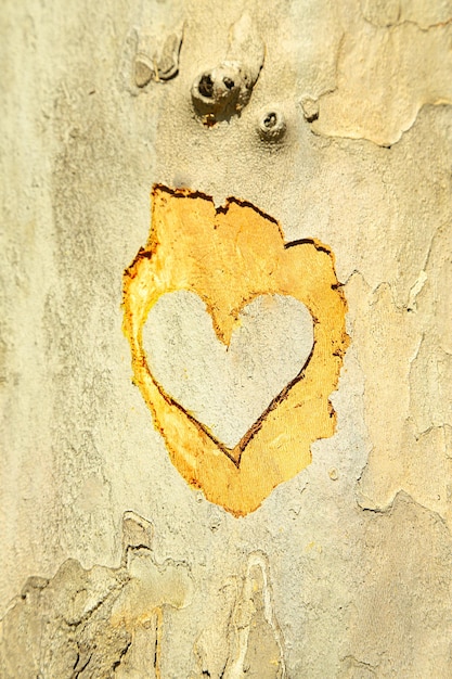Coração esculpido em close-up de árvore