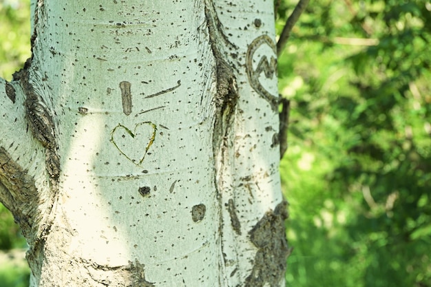 Coração esculpido em close-up de árvore