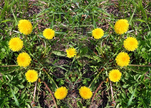 Coração feito de dentes-de-leão amarelos na grama verde
