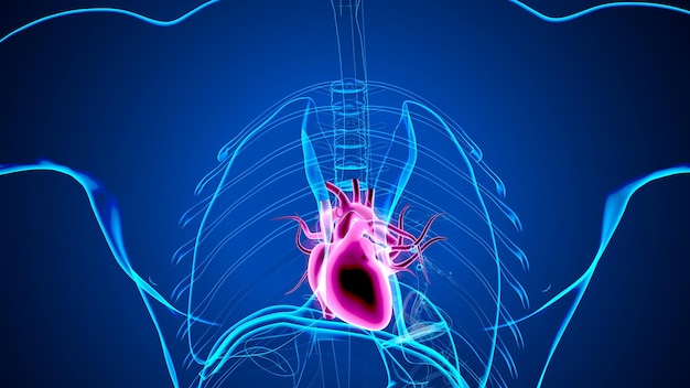 coração masculino sistema circulatório 3d render