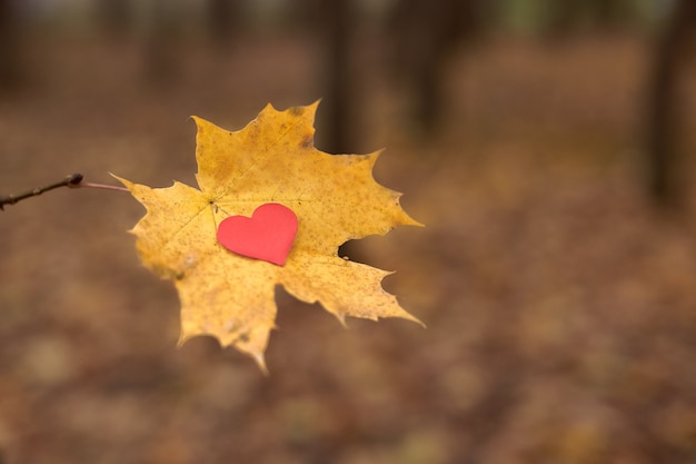 Coração na folha de bordo. Abra o símbolo do coração puro, copie o espaço. Amor não correspondido e unilateral ou conceito de solidão. Vítima de amor não correspondido do dia dos namorados. Fundo de outono bonito.