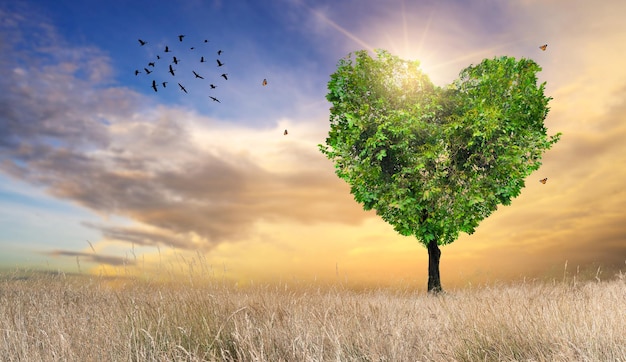 Coração Árvore Amor Pela Natureza Paisagem