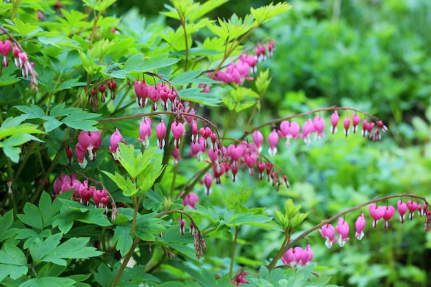 Coração Sangrando (Dicentra). Bush de florescência no jardim.