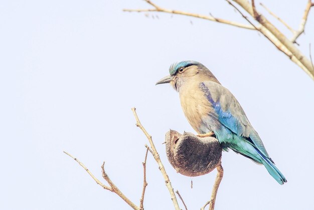 Foto coracias benghalensis en la rama se encuentran ampliamente en toda asia tropical