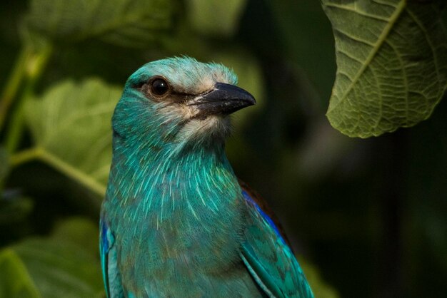 Coracias garrulus - ist eine herzförmige Vogelart aus der Familie der Coraciidae.