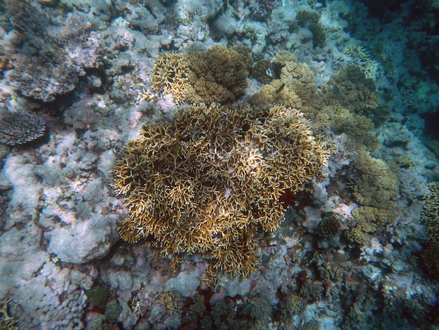 Corais debaixo d'água durante o mergulho na grande barreira de corais, austrália