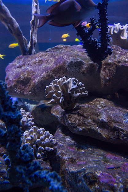 Corais e pedras em um tanque com natação