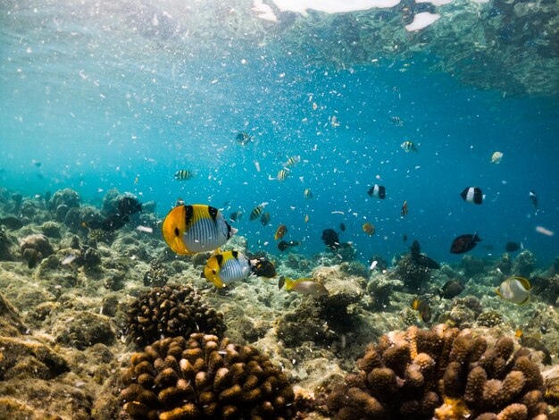Corais e vida marinha subaquática de peixes tropicais