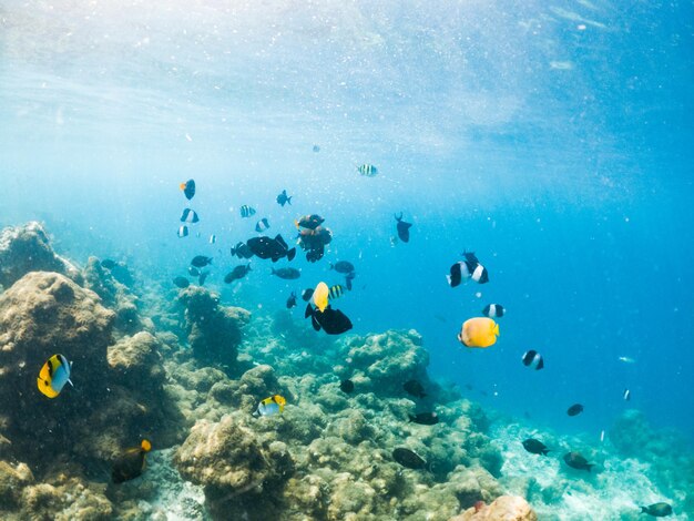 Corais e vida marinha subaquática de peixes tropicais