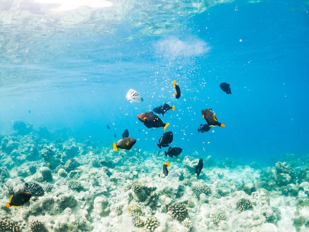 Corais e vida marinha subaquática de peixes tropicais