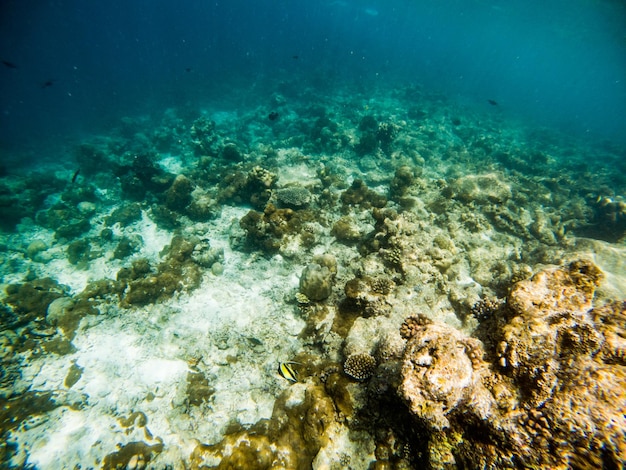 Corais e vida marinha subaquática de peixes tropicais