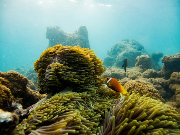 Corais e vida marinha subaquática de peixes tropicais