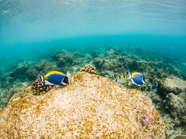 Corais e vida marinha subaquática de peixes tropicais