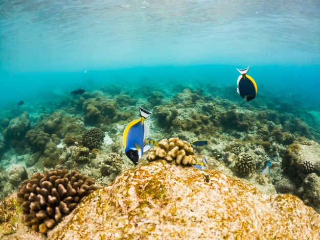 Corais e vida marinha subaquática de peixes tropicais