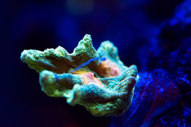 Corais em um aquário marinho.