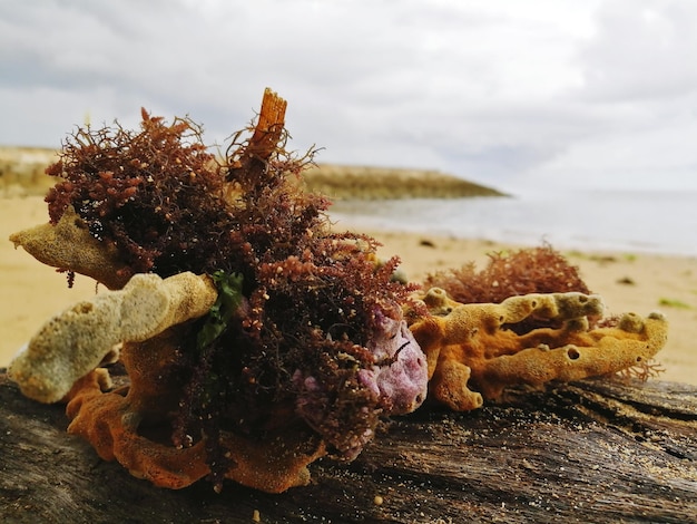 Foto corais macios com algas na madeira seca na praia