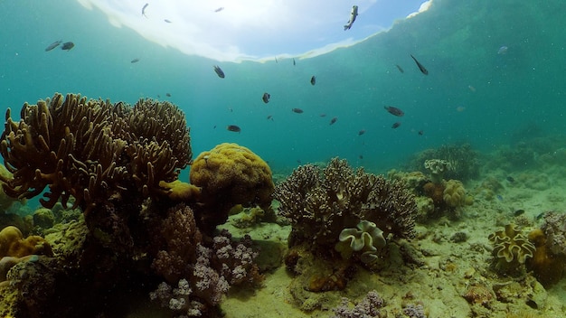 Corais macios e duros coloridos tropicais subaquáticos paisagem marinha peixes subaquáticos recifes marinhos filipinas