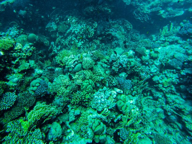 Corais no Mar Vermelho. vista do fundo do mar vermelho