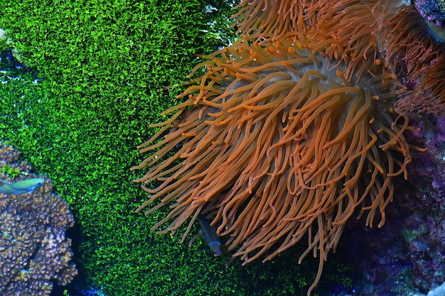Foto corais no mar